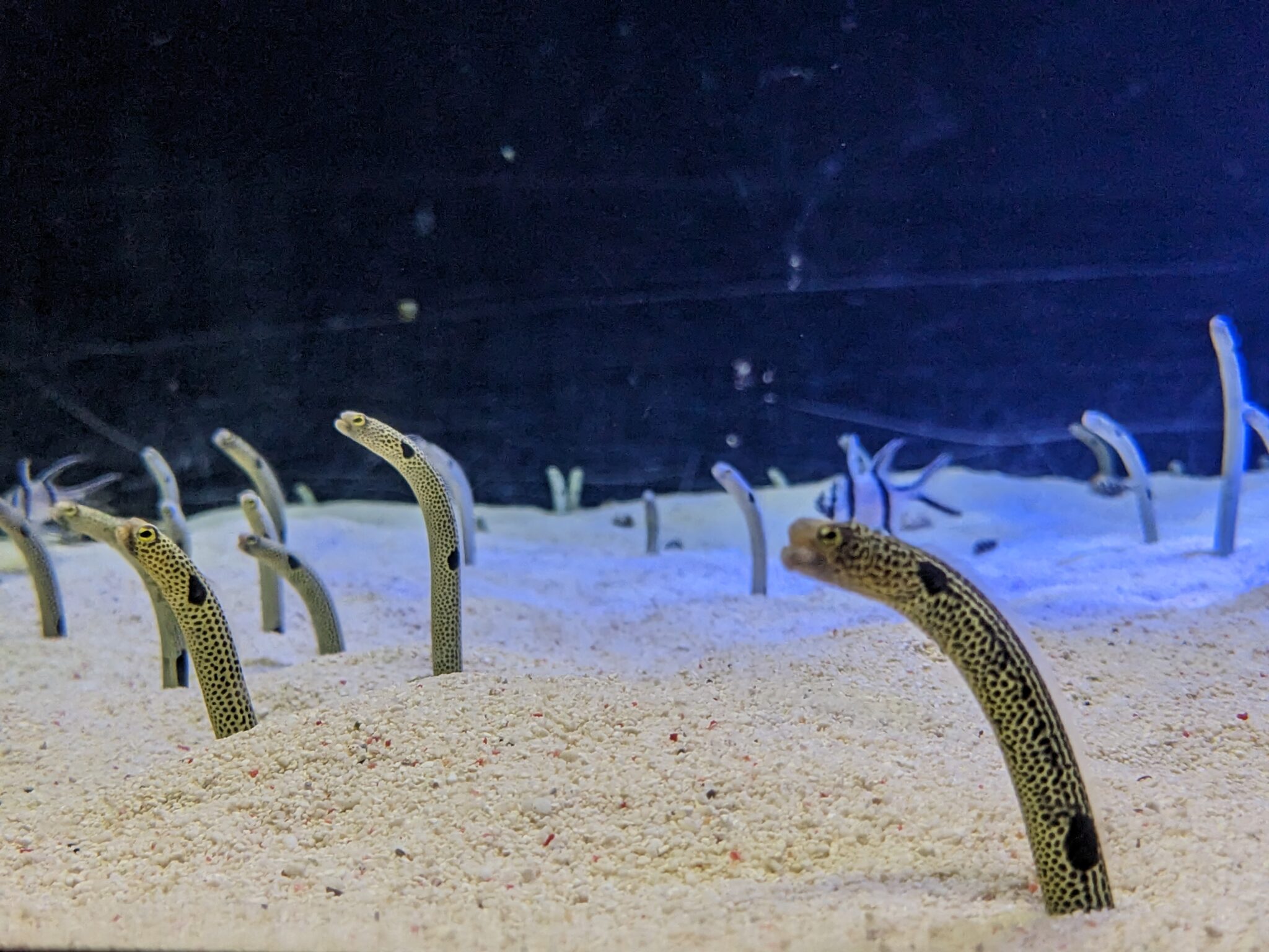 須磨海浜水族園の思い出 | 株式会社海昇|穴子の卸売販売、韓国産あなご、焼きアナゴ、開き穴子、冷凍あなごのご提供